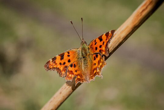 Polygonia c-album butterfly