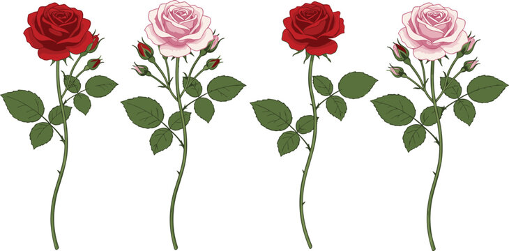 Vector illustration of red and pink rose stems with green leaves and buds for botanical and decorative floral design