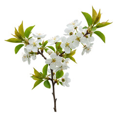 Obraz premium Cherry blossom branch with leaves isolated on transparent background
