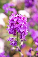 Fototapeta premium purple lilac flowers in the garden in ShiangHai, China