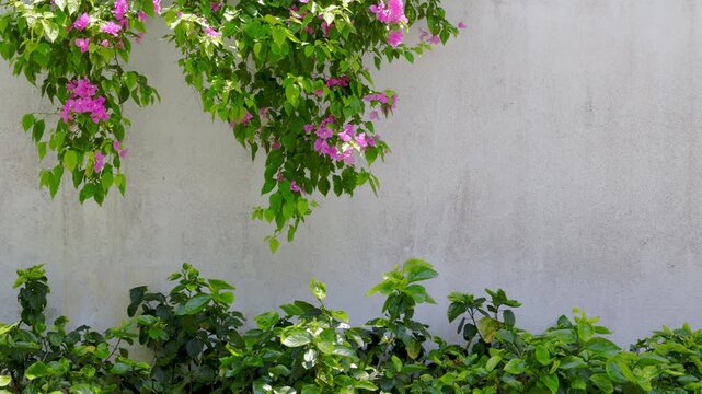 Slow motion static shot of bougainvillea leaves swaying against plaster wall in courtyard garden during bright summer day
