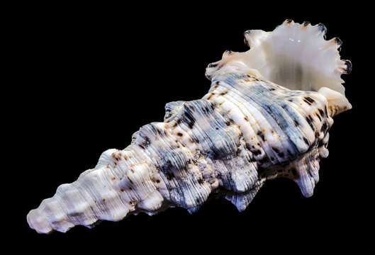 Banded murex seashell Hexaplex trunculus isolated