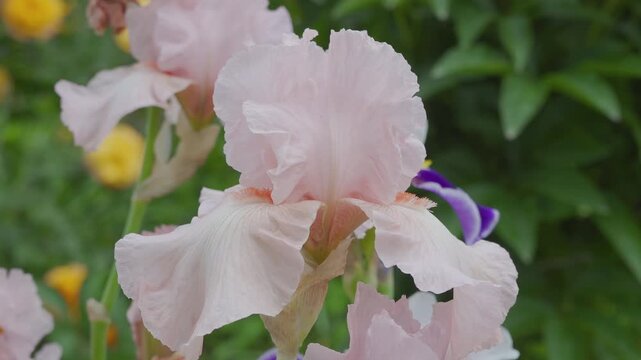 close-up of a pale pink iris flower, pink iris on a blurred green garden background