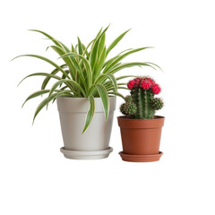 Fototapeta premium Spider plant and cactus in pots isolated on transparent background