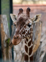 Obraz premium Close-up portrait of a young giraffe with big ears and patterned fur, looking directly at the camera against a soft blurred background.