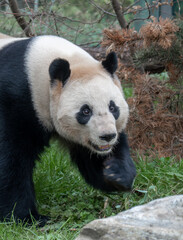 Obraz premium Giant panda walking on grass in a natural enclosure, captured in motion with detailed black and white fur and woodland background.