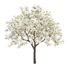 Obraz premium A beautiful tree with white flowers on transparent background