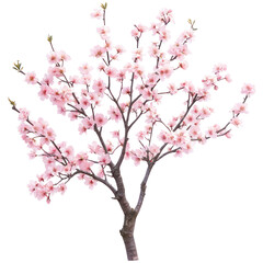 Obraz premium A beautiful cherry blossom tree on transparent background