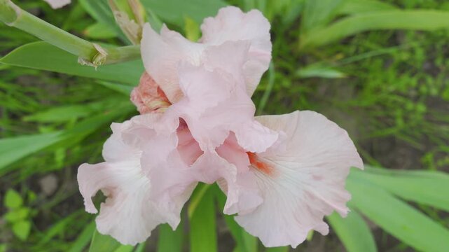 Blushing Pink Iris variety in pastel colors, A light peach iris flower with a bright orange beard