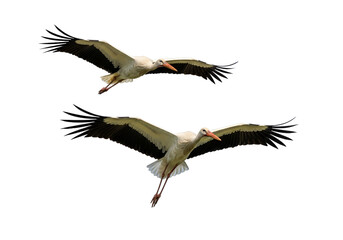 Obraz premium Two white storks soar gracefully against a striking black backdrop, showcasing their outstretched wings and elegant flight.