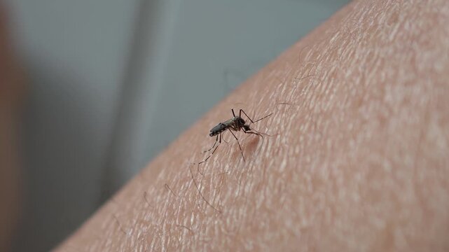 Aedes mosquitoes bite the skin.