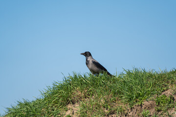 Fototapeta premium Crow perches on a grassy hilltop. Clear blue sky dominates the background. The bird faces left, alert. Green grass slopes downward. Sunlight brightens the scene