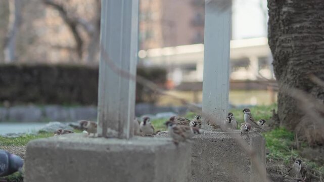 たくさんのスズメが撒かれた餌に集まる
