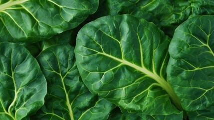 Fototapeta premium Fresh green chard leaves background. Organic leafy vegetable top view. Raw healthy food ingredient for culinary creative kitchen cooking. Natural plant texture for diet nutrition concept.