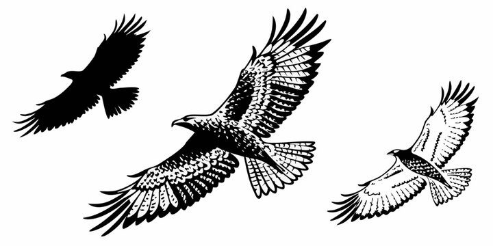 Set of three black and white eagle silhouettes and detailed raptor illustrations. Features birds of prey in flight with wings spread, perfect for wildlife logos, nature prints, and heraldry