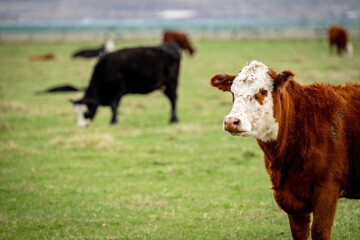 Brown white face cow in a pasture in Idaho © knowlesgallery