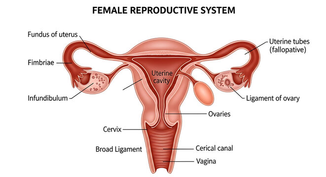 Detailed anatomy of the female reproductive system