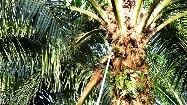 Pruning Oil Palm Tree Fronds Using a Long Pole Tool in a Plantation