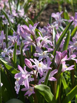 Chionodoxa forbesii 'Pink Giant' Schneeglanz