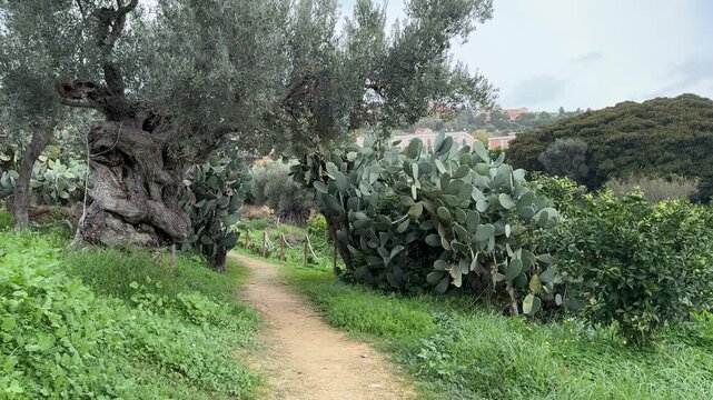 Camera slowly glides along a narrow garden path surrounded by dense green plants in Agrigento.