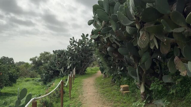 Camera slowly glides along a narrow garden path surrounded by dense green plants in Agrigento.