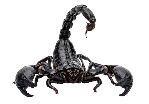 massive jet-black emperor scorpion isolated on a transparent background, glossy exoskeleton and spiky pedipalps highlighted by rim lighting, aggressive defensive threat display atmosphere