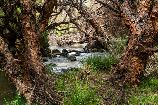 Enchanted forest, polylepis paper trees