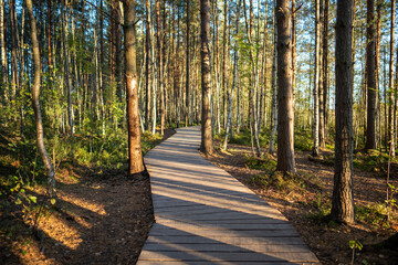 Landscape of ecological wooden trail lying through pine forest in natural park at sunset. Woodland with wooden pathway for comfort walking and hiking, nature exploring © DimaBerlin