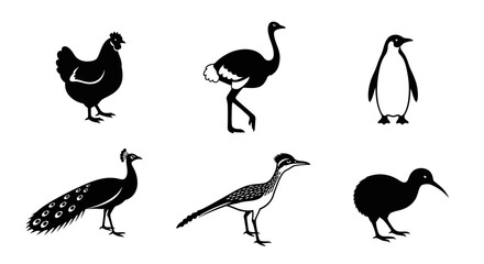 Obraz premium Set of six bird illustrations including a chicken, ostrich, penguin, peacock, roadrunner, and kiwi