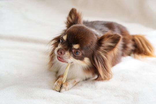 歯磨きガムをかむ犬