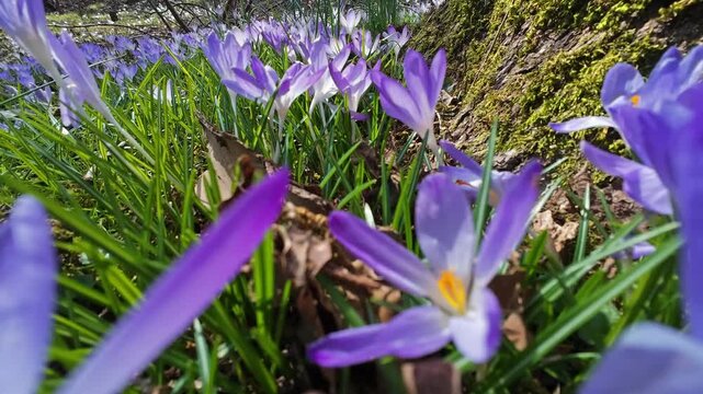 Tracking view of violet crocus flowers on meadow in springtime park, 4k
