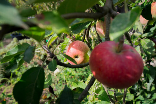 Detalhe de ma&ccedil;a de cor vermelha de produ&ccedil;&atilde;o biol&oacute;gica. 