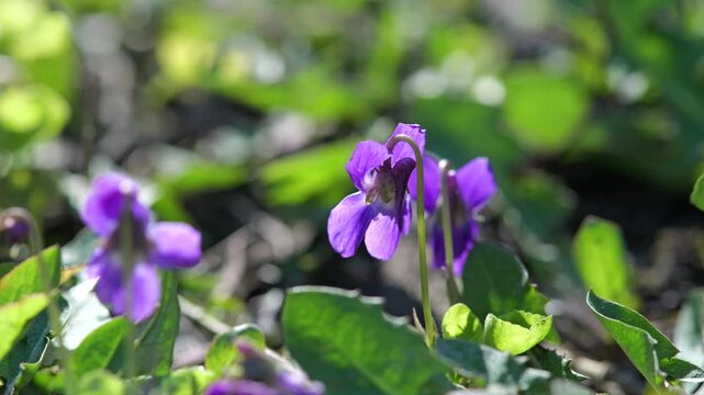 Close-up macro footage of sweet violet flowers (Viola odorata) gently moving in the spring breeze under warm sunlight. Purple and white blossoms growing in a natural meadow environment, captured with 
