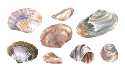 Watercolor illustration of a seashell set. © Zhanna