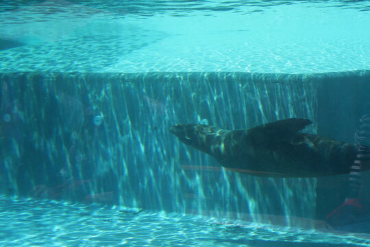 Seel&ouml;we unter Wasser im klaren blauen Becken in einem Zoo