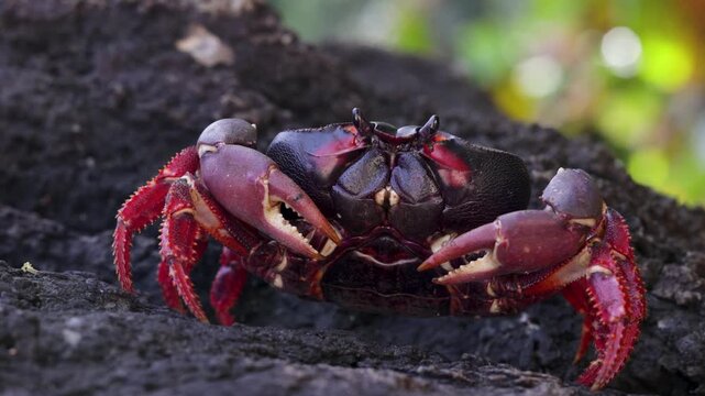 Red crab on black volcanic rock on Tropical sand beach on S&atilde;o Tom&eacute; and Pr&iacute;ncipe
