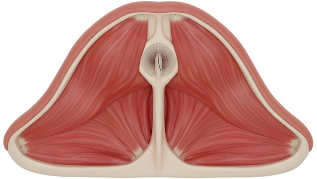 High detailed anatomical cross‑section illustration of pelvic floor muscles showing anal canal and surrounding sphincter complex, highlighting layered muscle fibers and support structures for continen
