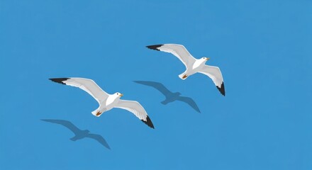 Obraz premium three white seagulls flying in clear blue sky