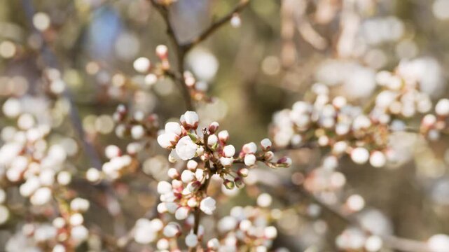 Tiny white and pink flowers cluster on thin branches. Soft, out-of-focus background creates gentle bokeh. Natural light enhances the blossoms' soft details. Serene spring moment captured in close-up