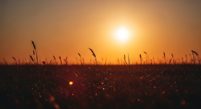 A serene sunset over a vast field of tall grass with a clear orange sky
