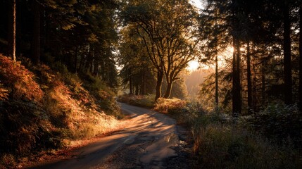 Fototapeta premium Forest road winding through trees at golden hour light