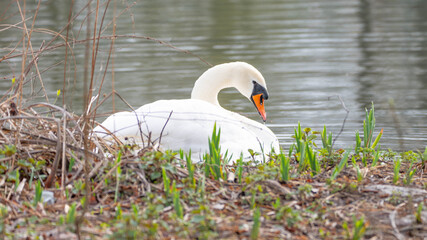 Portrait of a White Swan resting on the Shore © Aleksandra