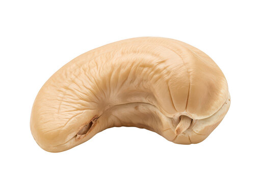 Intricate fossilized ammonite shell with coiled structure and smooth surface isolated on transparent background