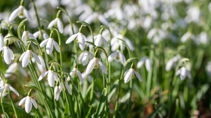 Fototapeta premium Beautiful white snowdrop flowers Galanthus nivalis blooming in spring garden with soft sunlight and warm bokeh background