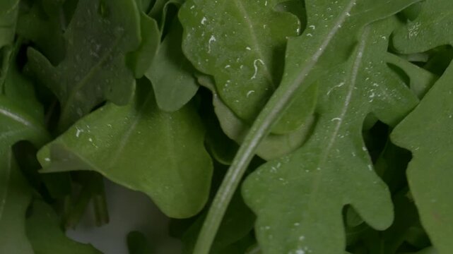 Close-up of fresh green arugula leaves with water droplets on a white plate, captured on a rotating surface against a neutral grey background.