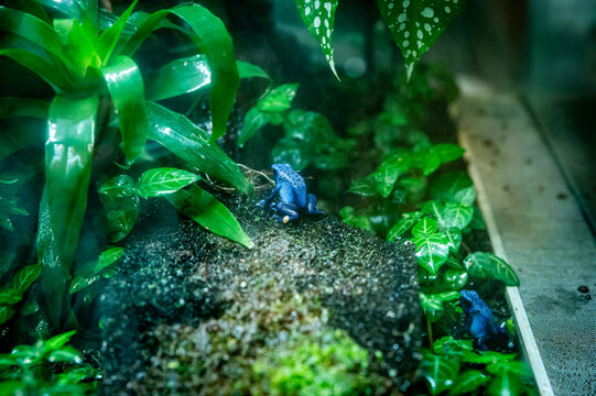 Tiny blue poison dart frog nestled among lush green plants. Frogs rest on dark, mossy rock within tropical terrarium. Vibrant foliage creates moody, humid jungle atmosphere. Perfect for wildlife