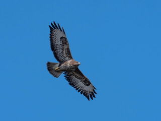 Obraz premium HIgh Quality Pictures of a Common Buzzard in great Blue Sky