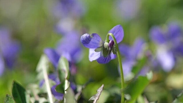 Close-up macro footage of sweet violet flowers (Viola odorata) gently moving in the spring breeze under warm sunlight. Purple and white blossoms growing in a natural meadow environment, captured with 