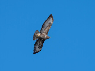 Fototapeta premium HIgh Quality Pictures of a Common Buzzard in great Blue Sky