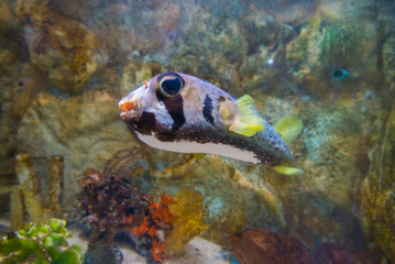 Pufferfish (Acanthurus caudatus) in aquarium © yongyut